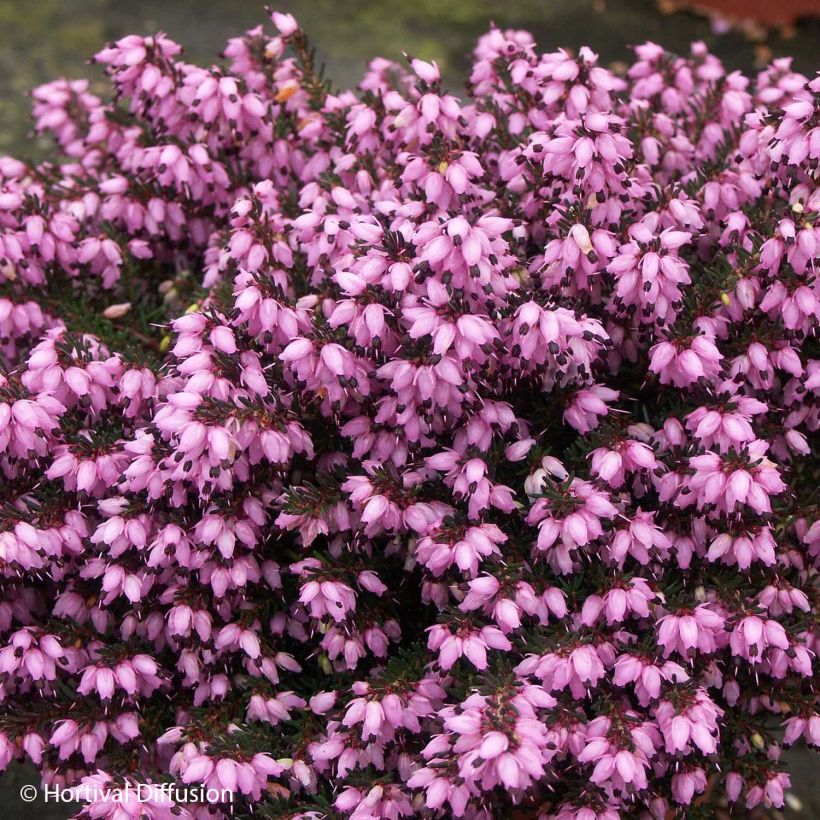 Erica darleyensis Tyann (Flowering)