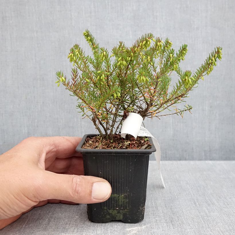 Esemplare di Erica darleyensis Tyann Vasetto da 8/9 cm come consegnato in autunno