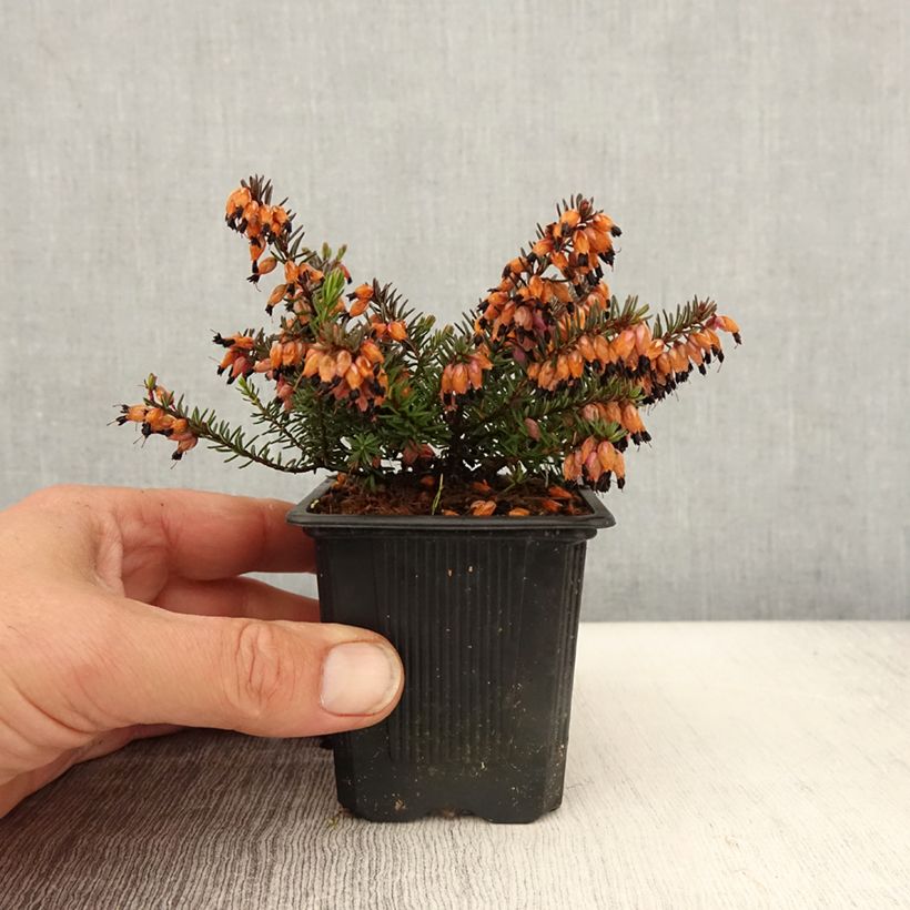 Example of Erica darleyensis Tyann Vasetto da 8/9 cm as you get in printemps
