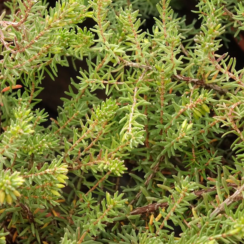 Erica darleyensis Tyann (Foliage)