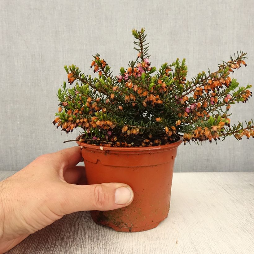 Example of Erica darleyensis Tyann Vaso da 1L/1,5L as you get in printemps