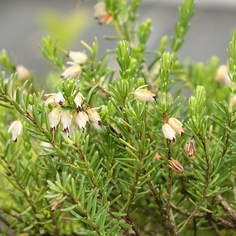 Erica darleyensis White Glow (Fioritura)