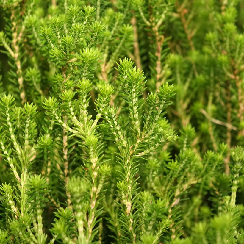 Erica terminalis (Fogliame)