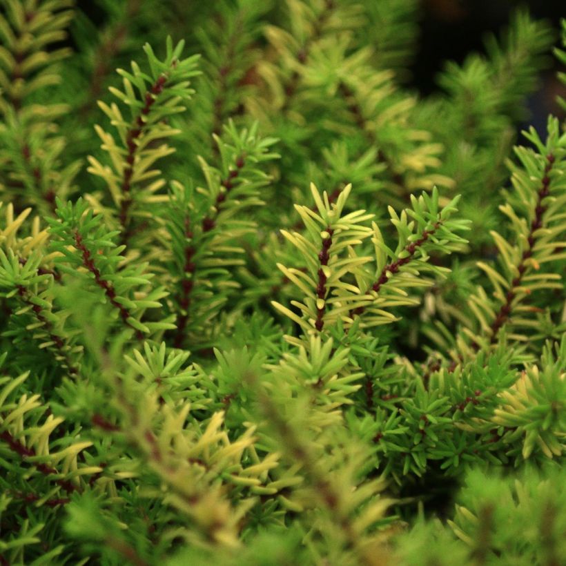 Erica darleyensis Eva Gold (Foliage)