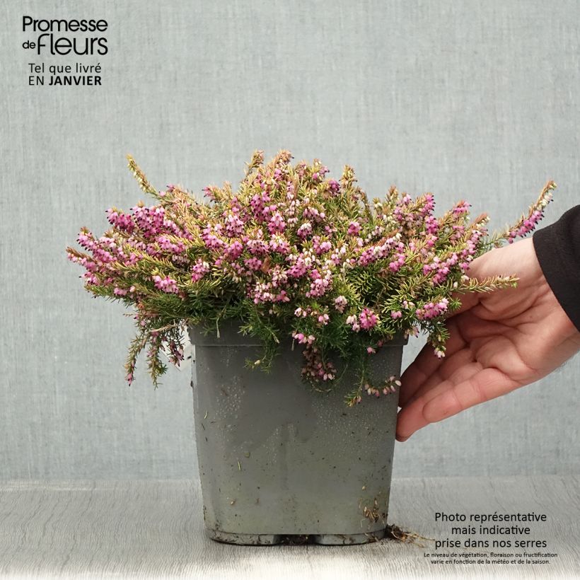 Erica x darleyensis Eva Gold - Bruyère d'hiver Pot de 3L/4L esemplare consegnato in inverno