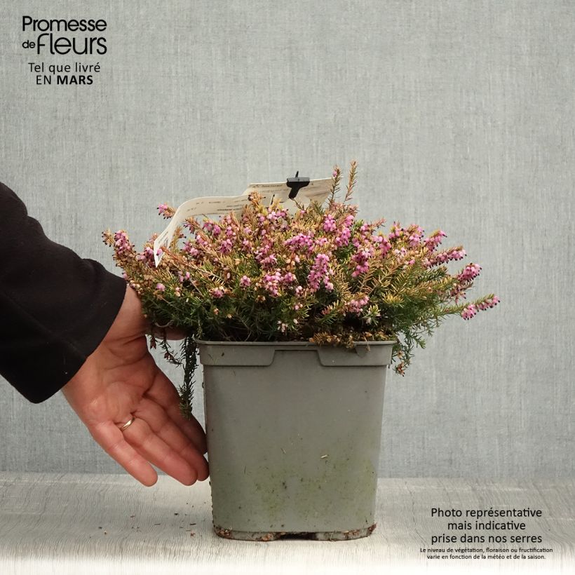 Example of Erica darleyensis Eva Gold Vaso da 3L/4L as you get in printemps