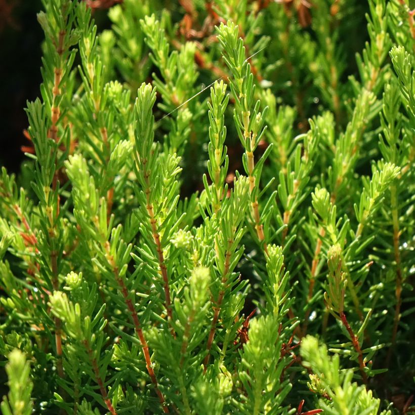 Erica darleyensis Spring Surprise (Fogliame)