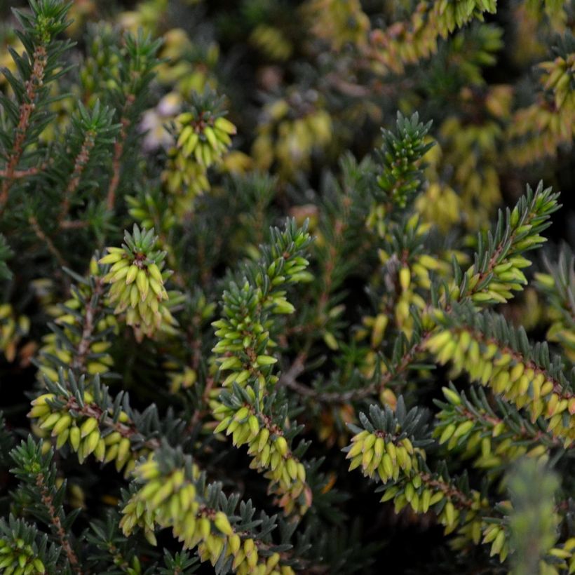 Erica darleyensis Winter Belles Phoebe (Foliage)