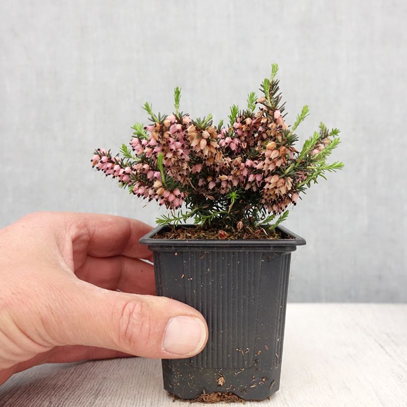 Example of Erica darleyensis Winter Belles Phoebe Vasetto da 8/9 cm as you get in printemps