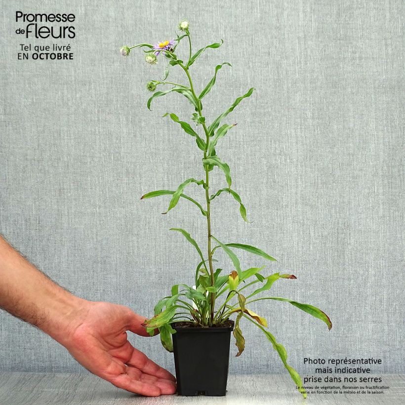 Esemplare di Erigeron speciosus Azure Beauty Vasetto da 8/9 cm come consegnato in autunno