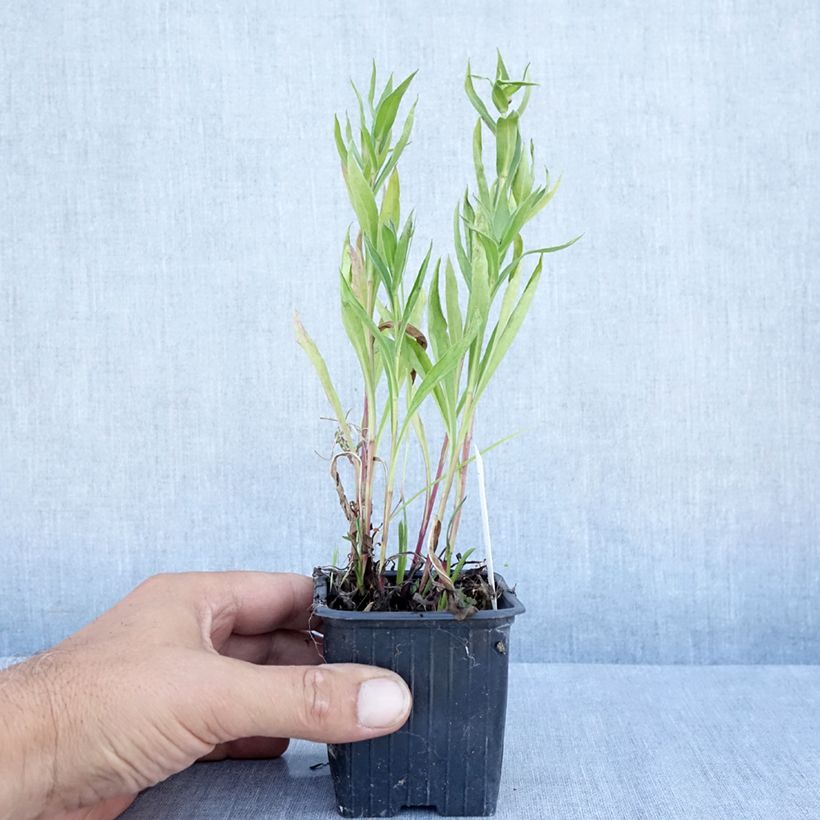 Esemplare di Erigeron Foersters Liebling Vasetto da 8/9 cm consegnato in estate