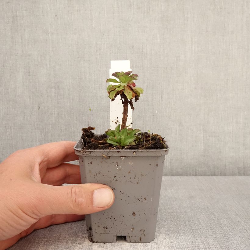 Erigeron glaucus Sea Breeze Vasetto da 8/9 cm esemplare consegnato in primavera