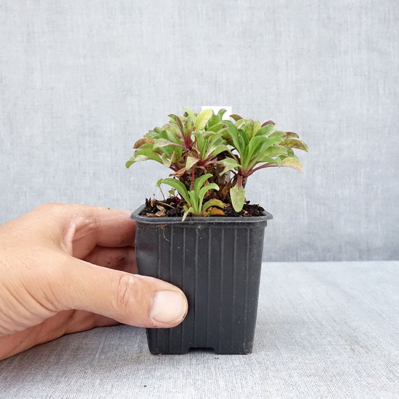 Esemplare di Erigeron glaucus Vasetto da 8/9 cm consegnato in estate