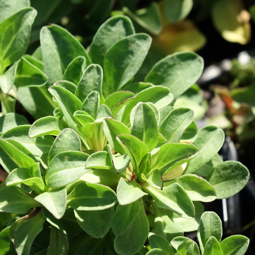 Erigeron glaucus (Fogliame)