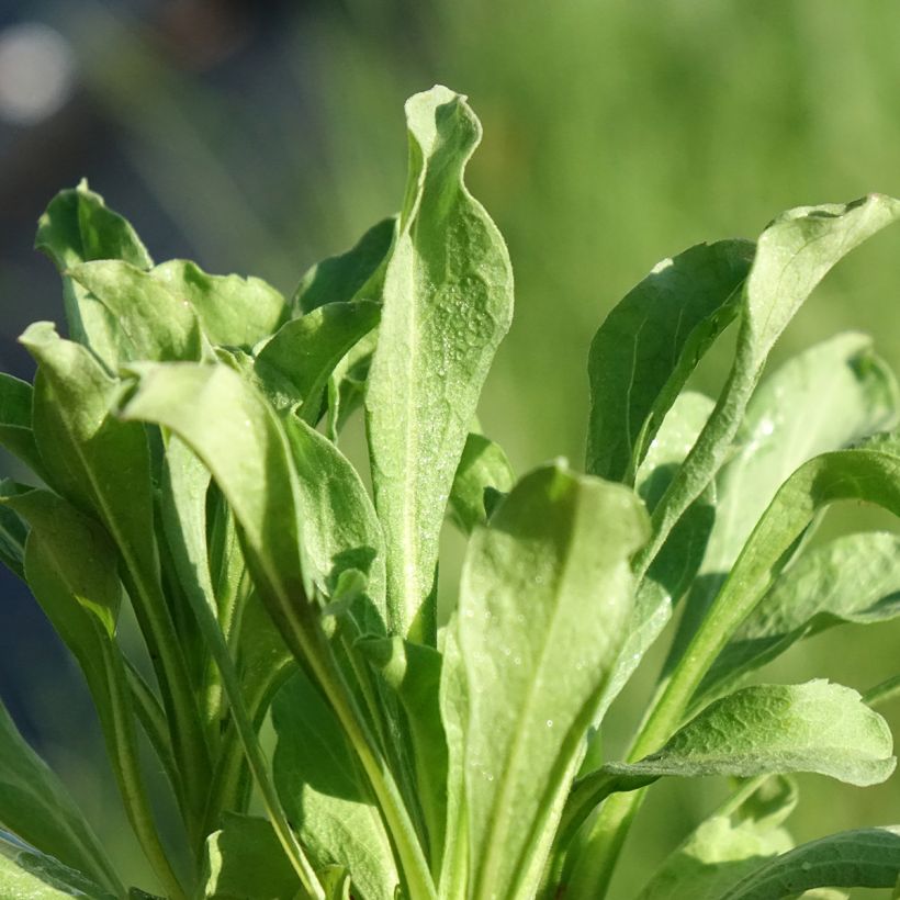 Erigeron leiomerus (Fogliame)