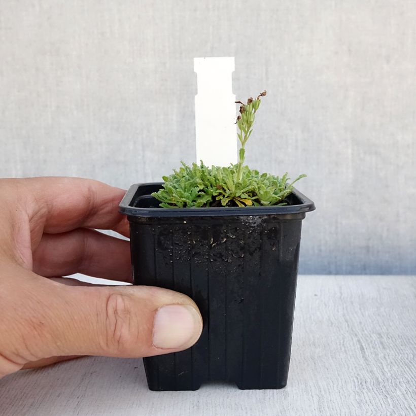 Esemplare di Erinus alpinus Vasetto da 8/9 cm consegnato in estate