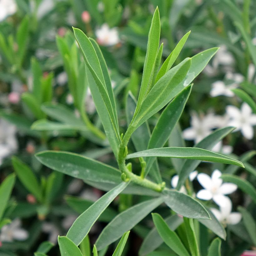Eriostemon myoporoides Flower Girl Pink - Philotheca (Fogliame)