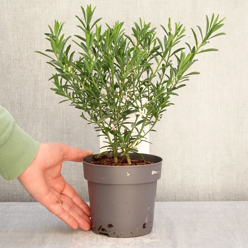 Eriostemon myoporoides Flower Girl Pink - Philotheca Vaso da 1L/1,5L esemplare consegnato in inverno