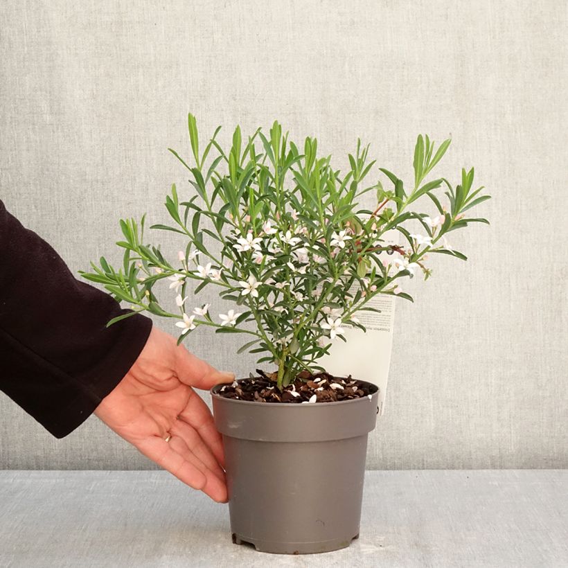 Eriostemon myoporoides Flower Girl Pink - Philotheca Vaso da 1L/1,5L esemplare consegnato in primavera