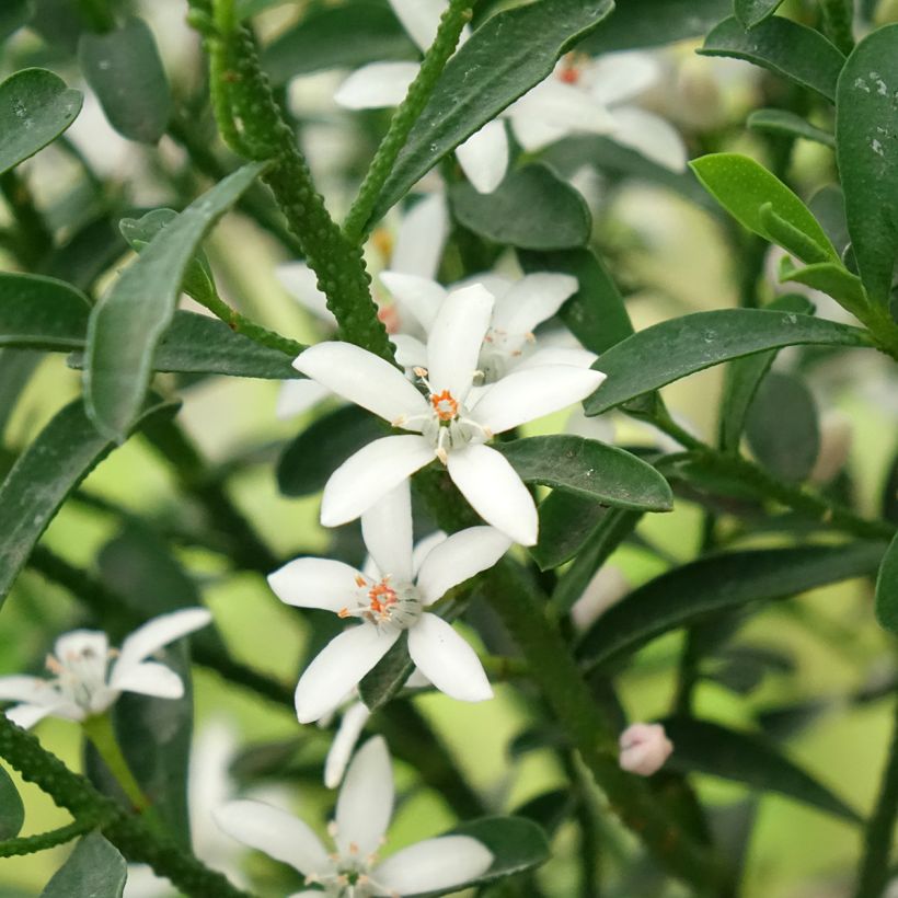 Eriostemon myoporoides Flower Girl White - Philotheca (Fioritura)
