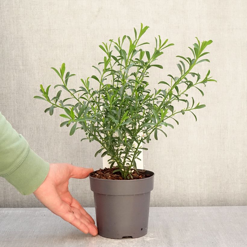 Example of Eriostemon myoporoides Flower Girl White - Philotheca Vaso da 1L/1,5L as you get in hiver