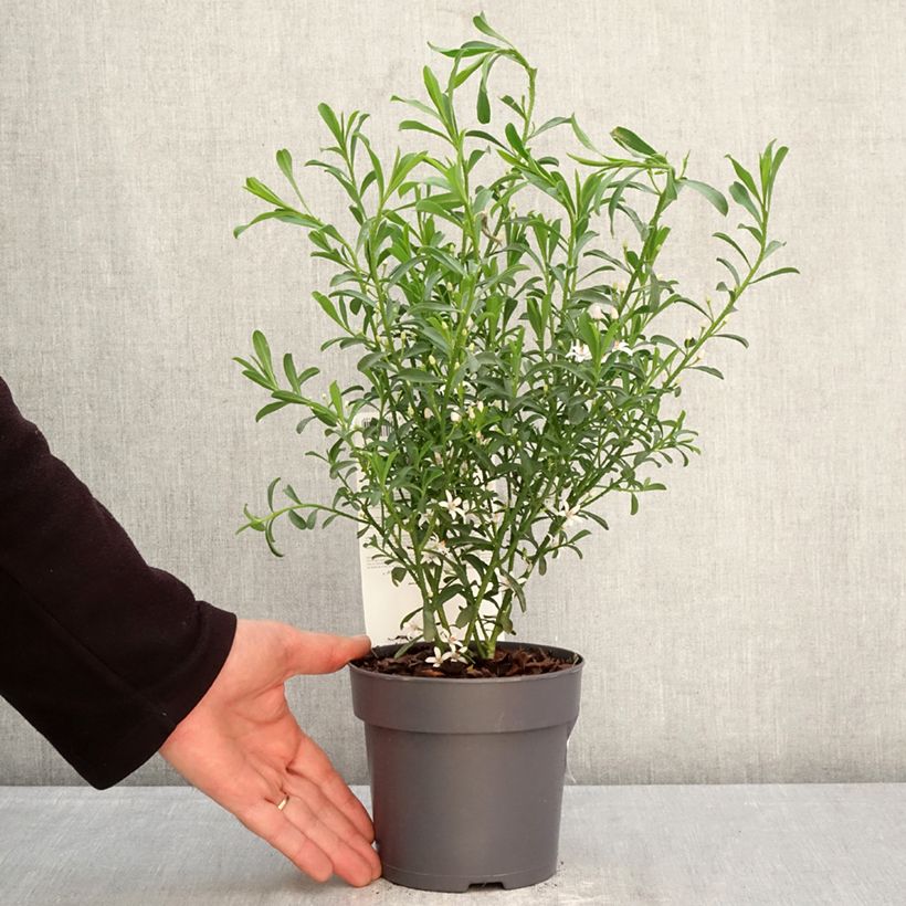 Eriostemon myoporoides Flower Girl White - Philotheca Vaso da 1L/1,5L esemplare consegnato in primavera