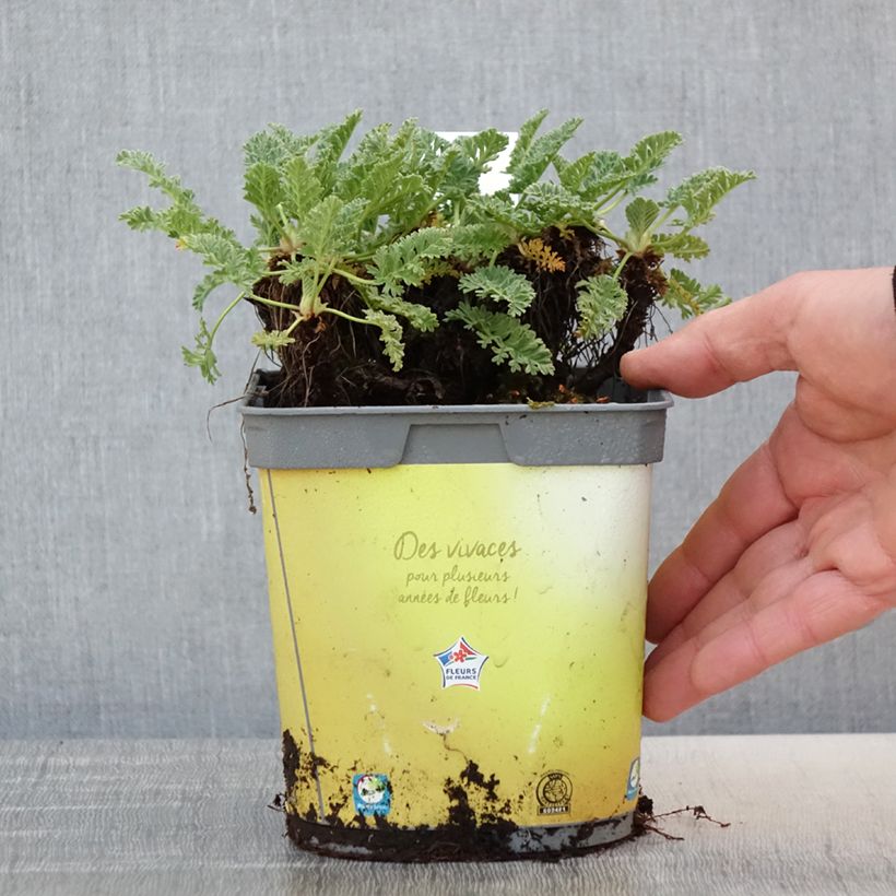 Erodium chrysanthum Vaso da 2L/3L esemplare consegnato in primavera