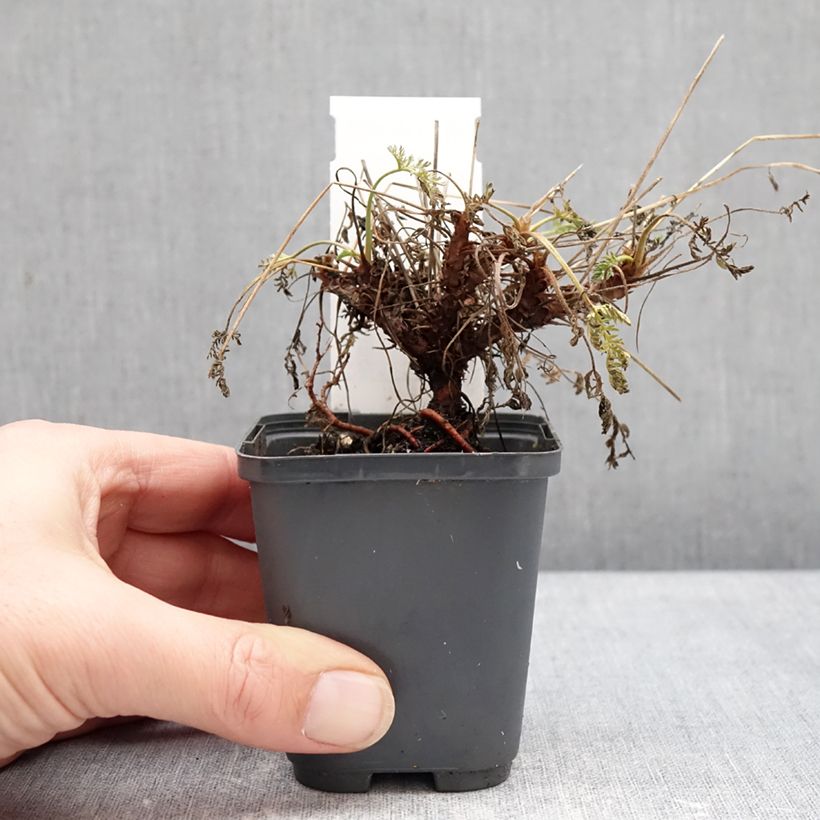 Example of Erodium glandulosum Spanish Eyes Vasetto da 7/8 cm as you get in hiver