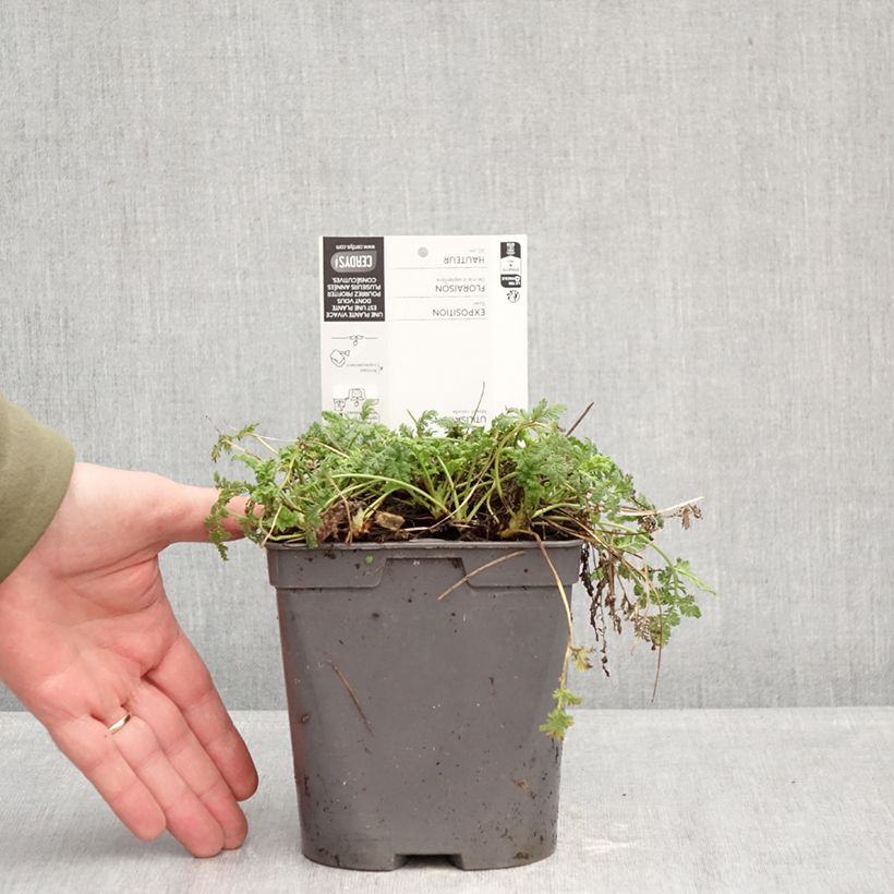 Example of Erodium glandulosum Spanish Eyes Vaso da 2L/3L as you get in hiver