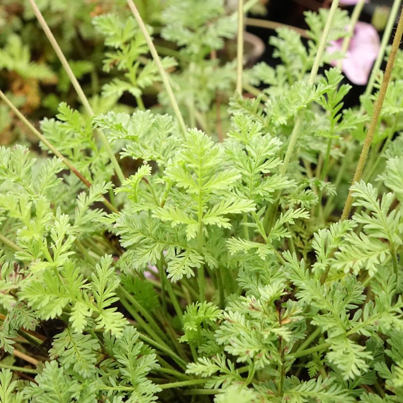 Erodium glandulosum Spanish Eyes (Foliage)