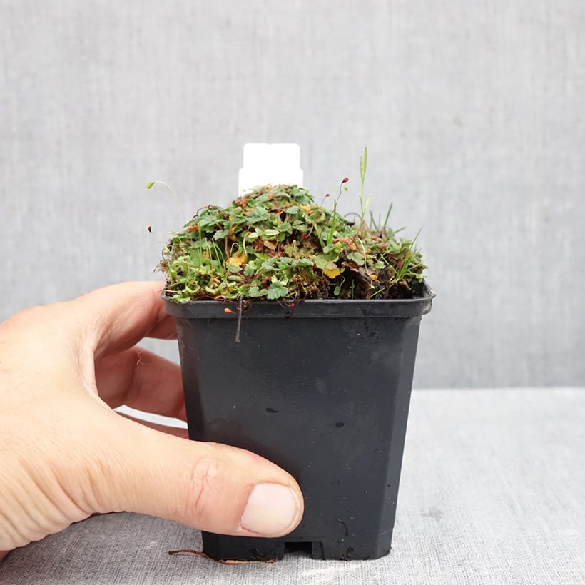 Esemplare di Erodium variabile Album Vasetto da 8/9 cm come consegnato in autunno