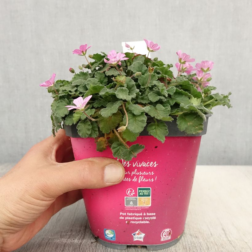 Erodium Bishop's Form Vaso da 2L/3L esemplare consegnato in primavera