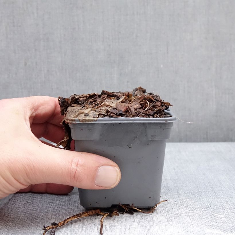 Eryngium Grumpy - Panicaut Vasetto da 8/9 cm esemplare consegnato in inverno