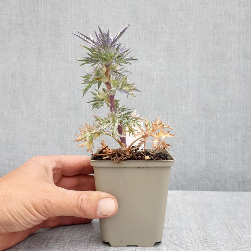 Example of Eryngium maritimum Lapis Blue - Calcatreppola marittima Vasetto da 8/9 cm as you get in printemps