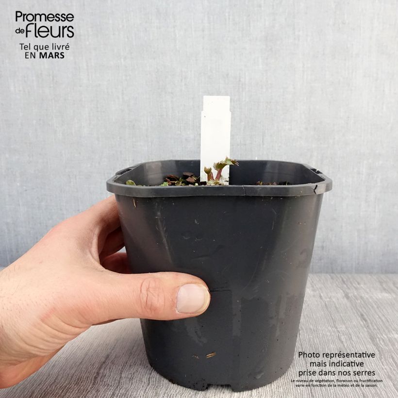 Example of Eryngium maritimum - Calcatreppola marittima Vaso da 2L/3L as you get in printemps