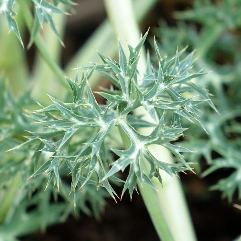 Eryngium Pico's Amethyst (Fogliame)