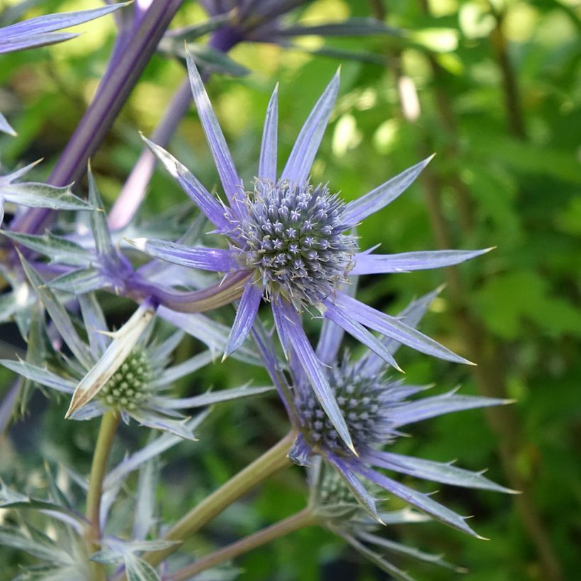 Eryngium Pico's Amethyst (Fioritura)