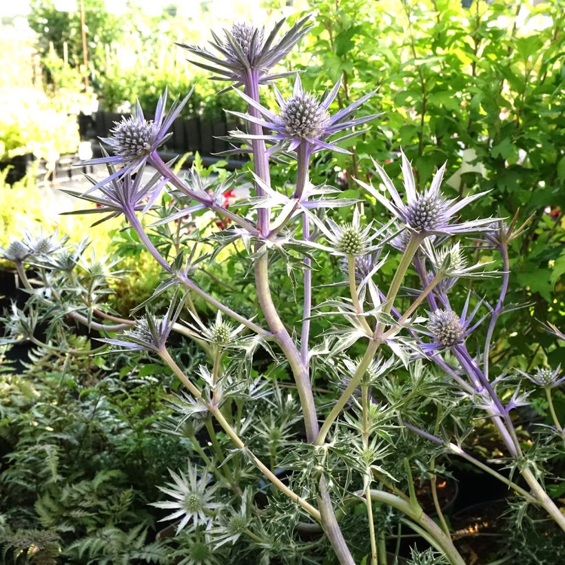 Eryngium Pico's Amethyst (Porto)
