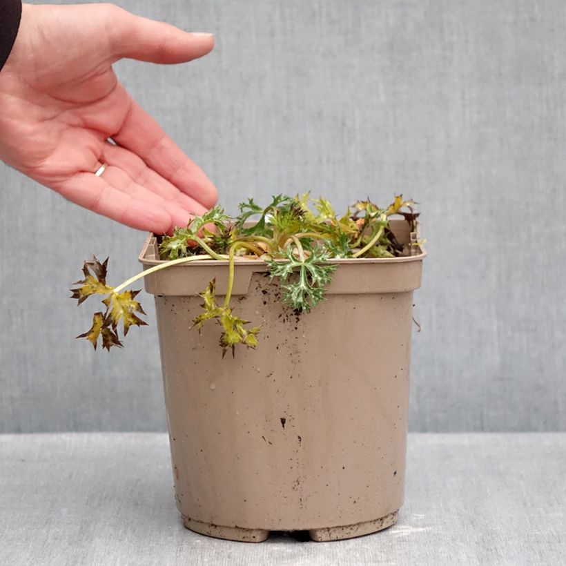 Esemplare di Eryngium Pico's Amethyst Vaso da 3L/4L come consegnato in autunno