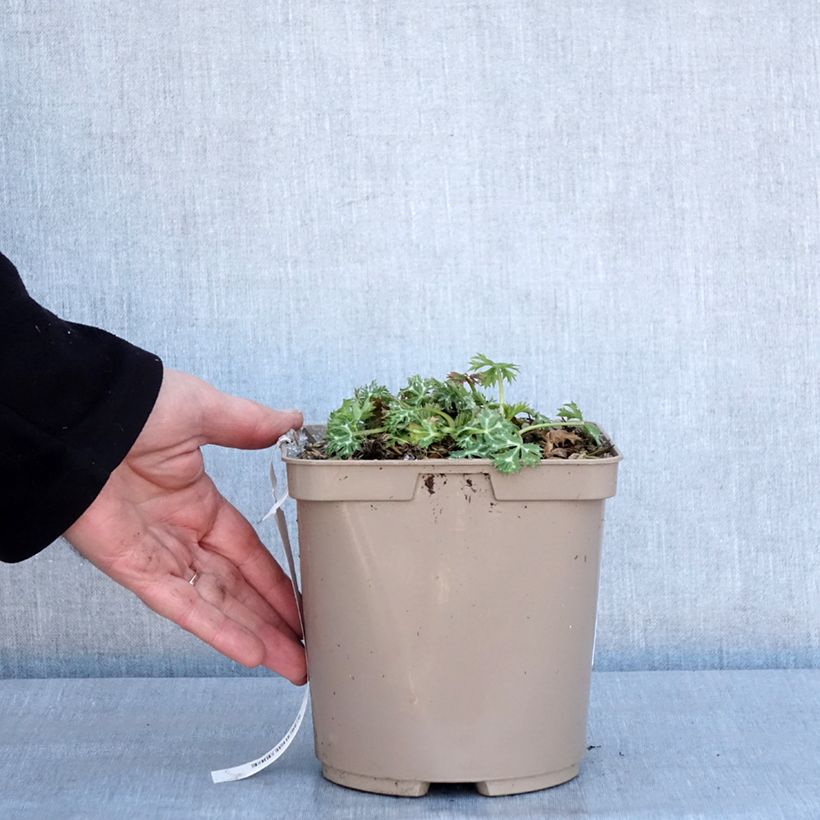 Eryngium Pico's Amethyst - Panicaut Pot de 3L/4L esemplare consegnato in inverno