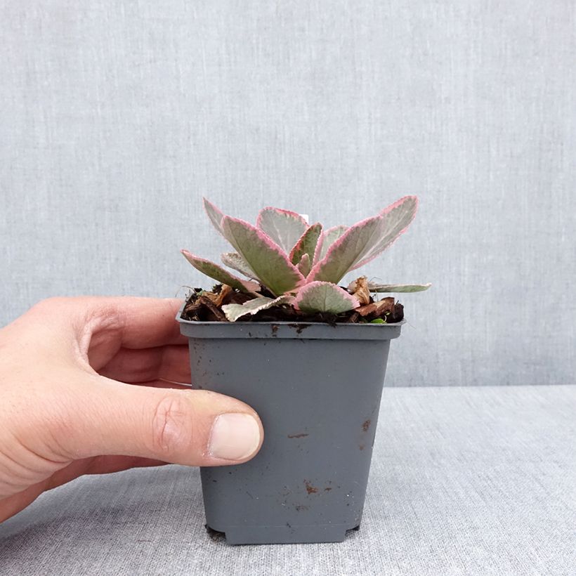 Example of Eryngium planum Jade Frost Vasetto da 8/9 cm as you get in printemps