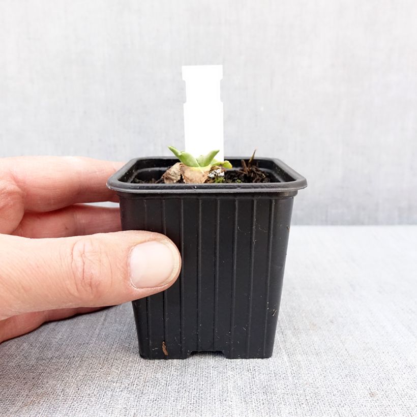 Eryngium planum Magical White Lagoon Vasetto da 8/9 cm esemplare consegnato in inverno