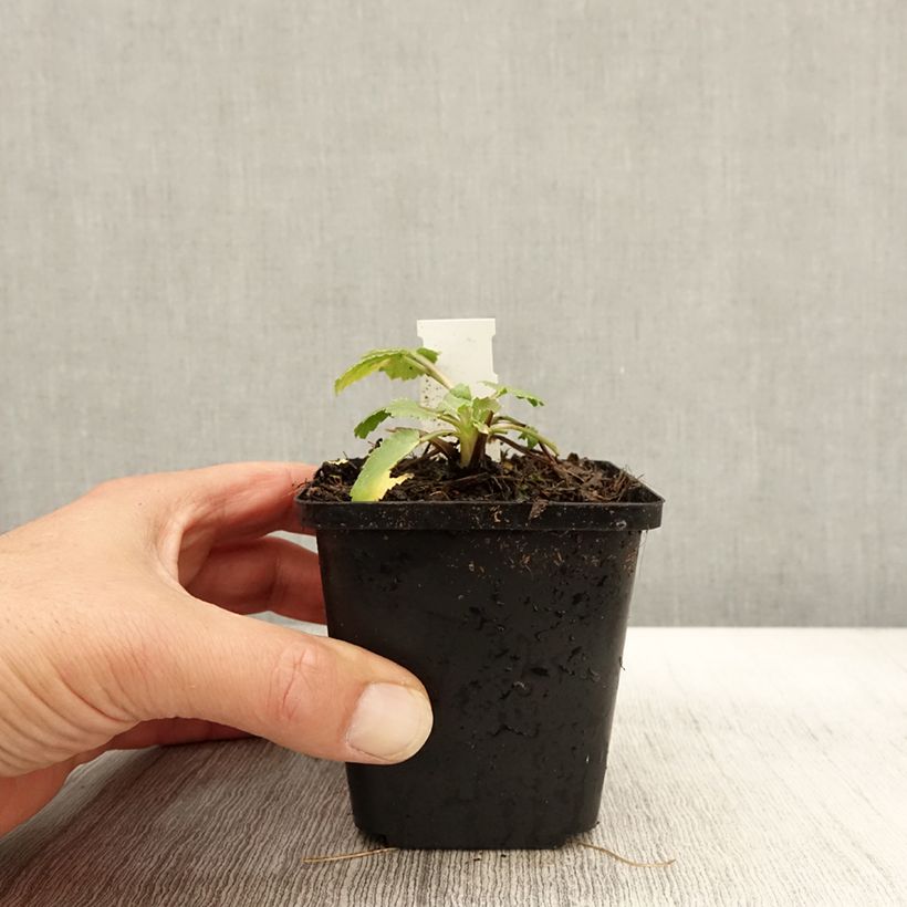 Esemplare di Eryngium tripartitum Vasetto da 8/9 cm come consegnato in autunno