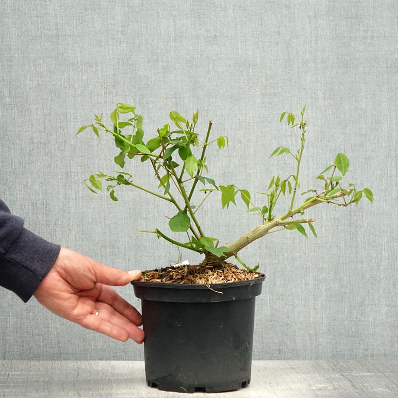 Erythrina Amélie Jeckert Vaso da 3L/4L esemplare consegnato in primavera