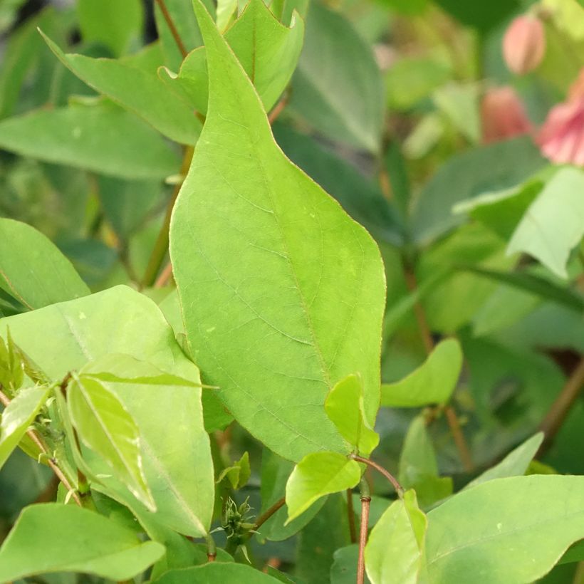 Erythrina Amélie Jeckert (Fogliame)