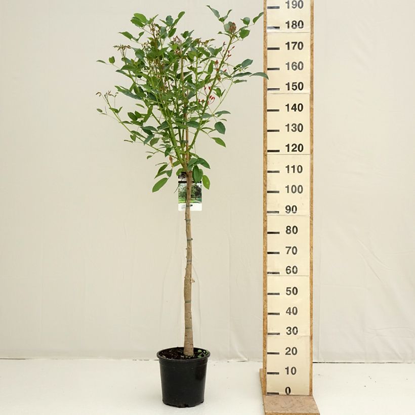 Erythrina crista-galli Vaso da 7,5L/10L esemplare consegnato in primavera