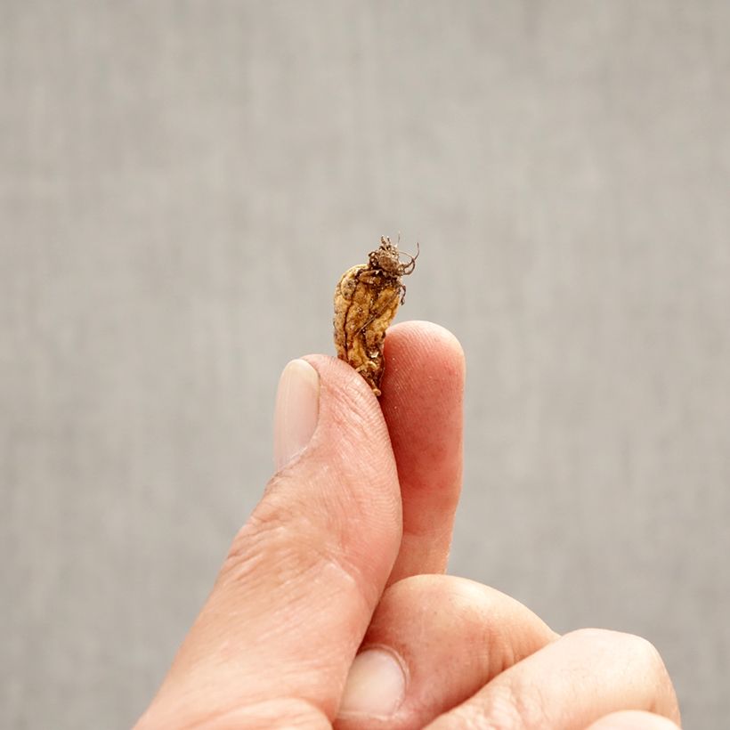 Example of Erythronium dens-canis - Dente di cane Bulbo taglia I as you get in printemps