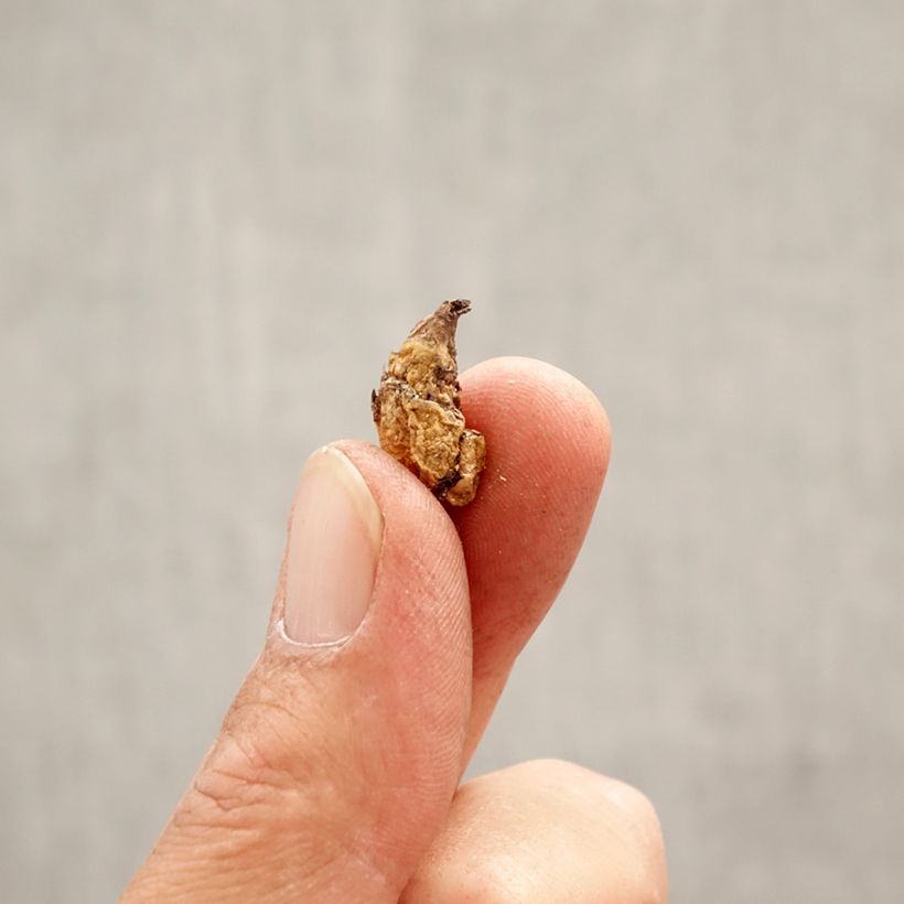 Erythronium dens canis Purple King - Dente di cane Bulbo taglia I esemplare consegnato in primavera