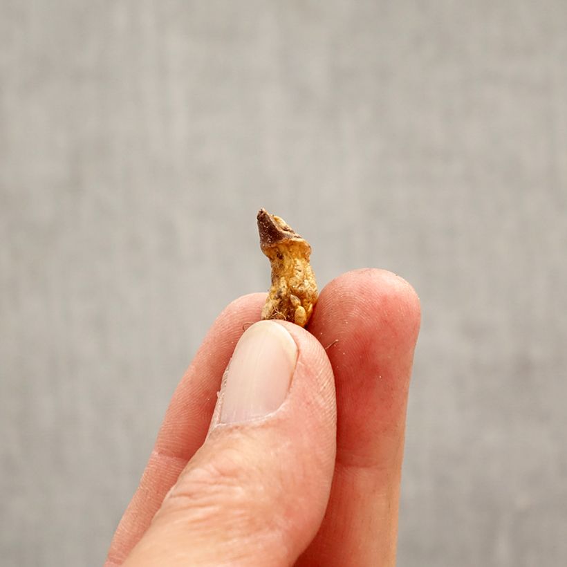 Erythronium dens-canis Rose Queen - Dente di cane Bulbo taglia I esemplare consegnato in primavera