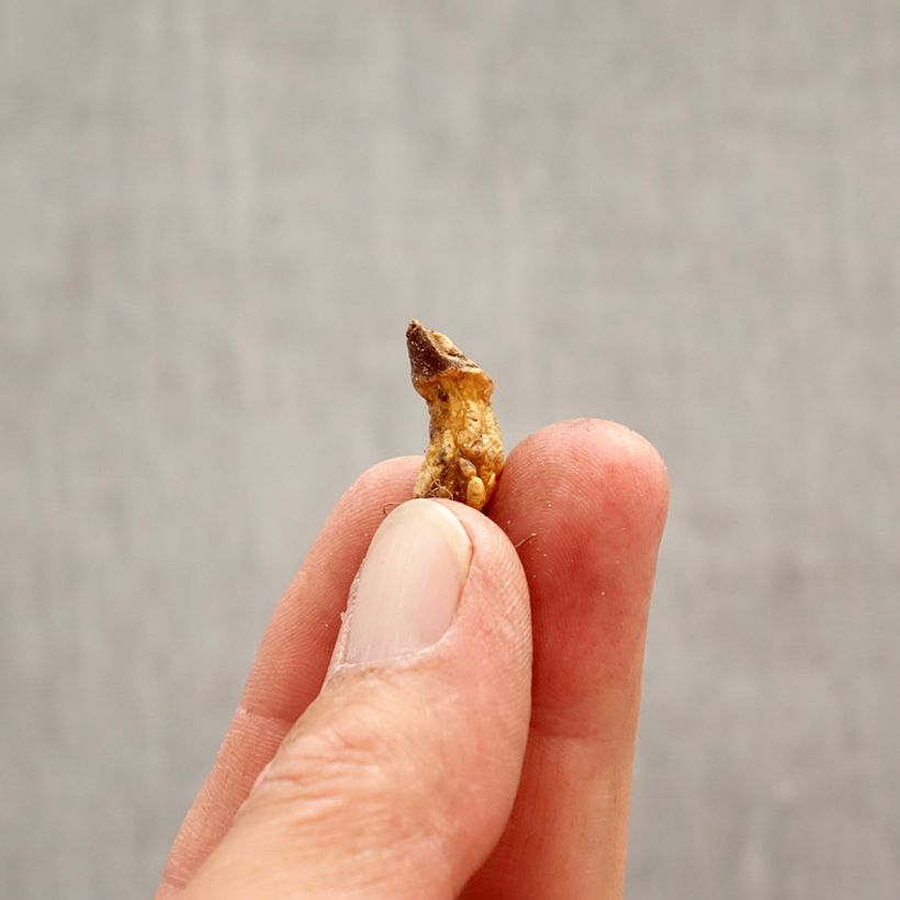 Erythronium dens canis Snowflake - Dente di cane Bulbo taglia I esemplare consegnato in primavera